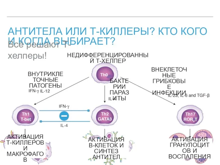 АНТИТЕЛА ИЛИ Т-КИЛЛЕРЫ? КТО КОГО И КОГДА ВЫБИРАЕТ? Всё решают