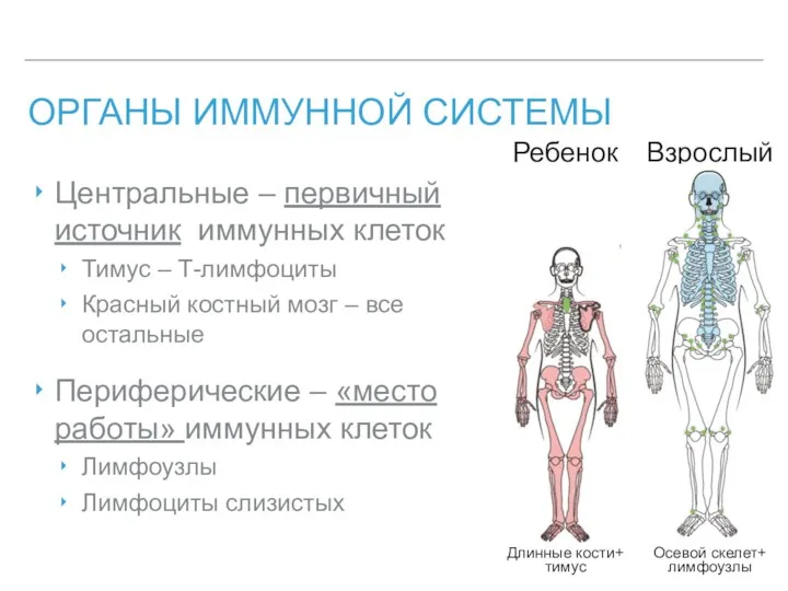 ОРГАНЫ ИММУННОЙ СИСТЕМЫ Ребенок Взрослый Осевой скелет+ лимфоузлы Длинные кости+