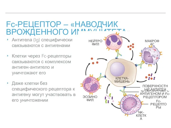 Fc-РЕЦЕПТОР – «НАВОДЧИК ВРОЖДЕННОГО ИММУНИТЕТА» Антитела (Ig) специфически связываются с