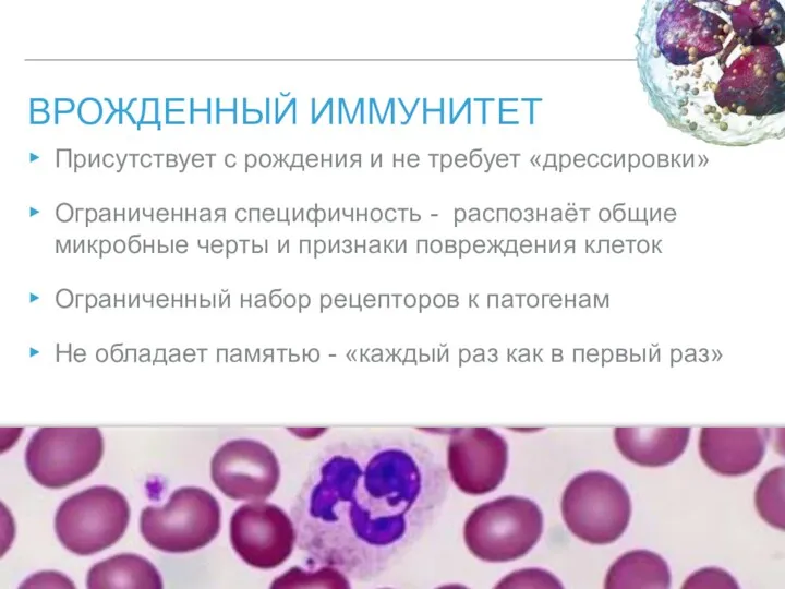 ВРОЖДЕННЫЙ ИММУНИТЕТ Присутствует с рождения и не требует «дрессировки» Ограниченная