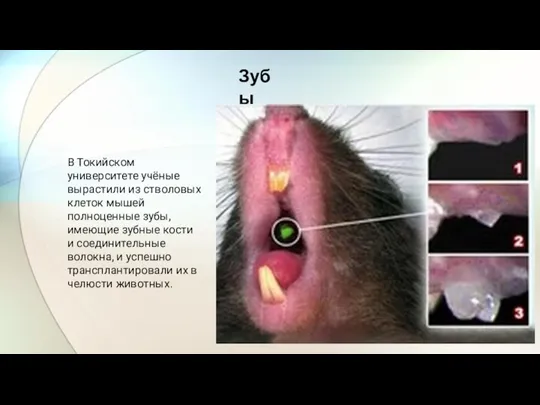 В Токийском университете учёные вырастили из стволовых клеток мышей полноценные