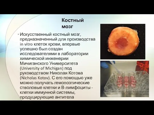 Искусственный костный мозг, предназначенный для производства in vitro клеток крови,