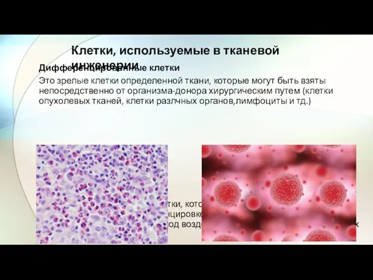 Дифференцированные клетки Это зрелые клетки определенной ткани, которые могут быть