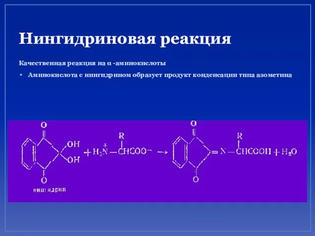 Нингидриновая реакция Качественная реакция на α -аминокислоты Аминокислота с нингидрином образует продукт конденсации типа азометина