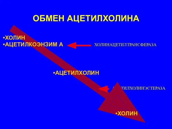 ОБМЕН АЦЕТИЛХОЛИНА ХОЛИНАЦЕТИЛТРАНСФЕРАЗА АЦЕТИЛХОЛИНЭСТЕРАЗА ХОЛИН АЦЕТИЛКОЭНЗИМ А АЦЕТИЛХОЛИН ХОЛИН