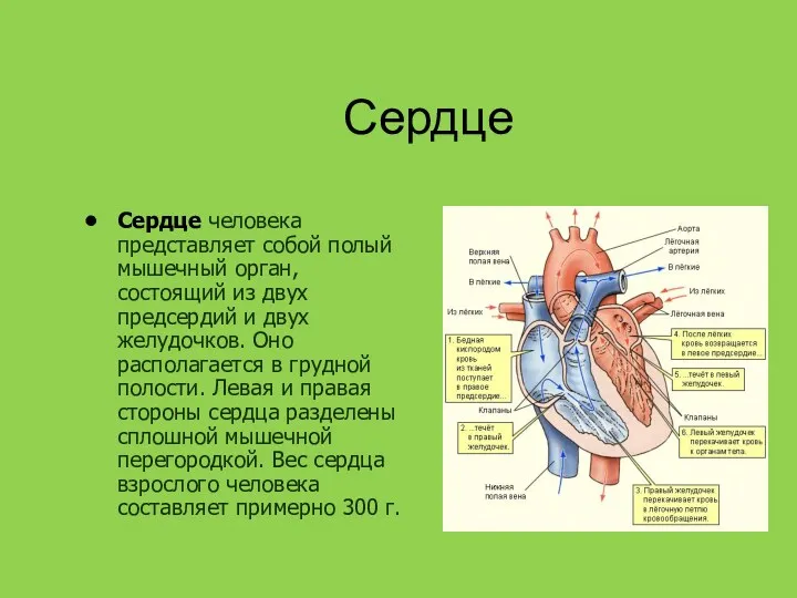 Сердце Сердце человека представляет собой полый мышечный орган, состоящий из