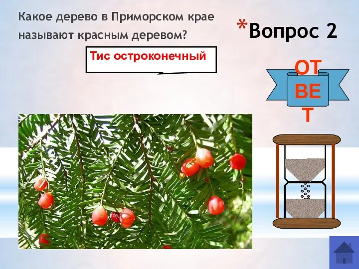 Вопрос 2 Какое дерево в Приморском крае называют красным деревом? ОТВЕТ Тис остроконечный
