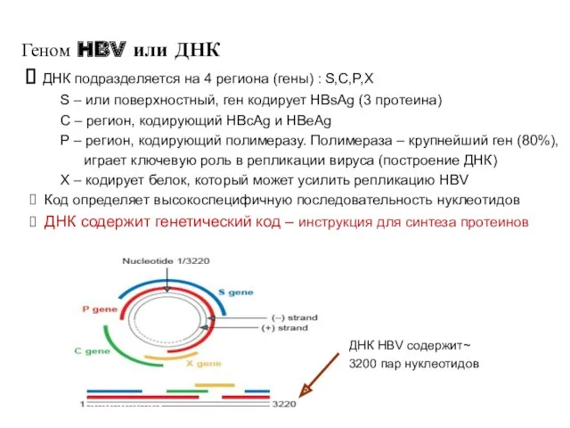 Геном HBV или ДНК ДНК подразделяется на 4 региона (гены)