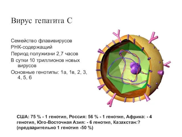 Вирус гепатита С Семейство флавивирусов РНК-содержащий Период полужизни 2,7 часов