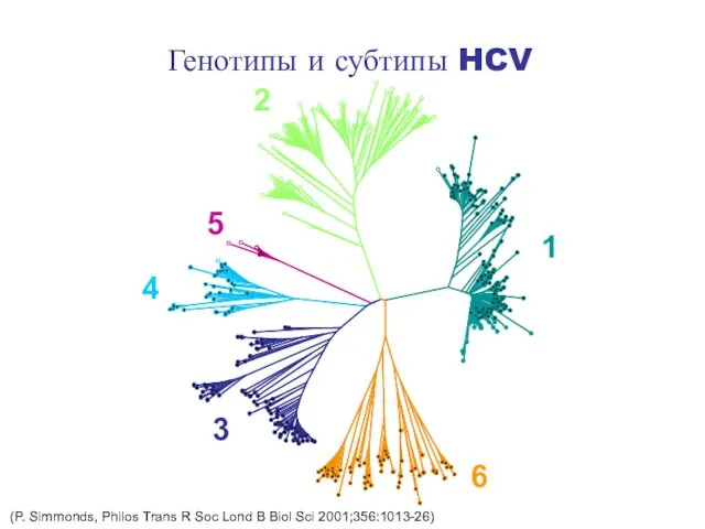 Генотипы и субтипы HCV (P. Simmonds, Philos Trans R Soc Lond B Biol Sci 2001;356:1013-26)