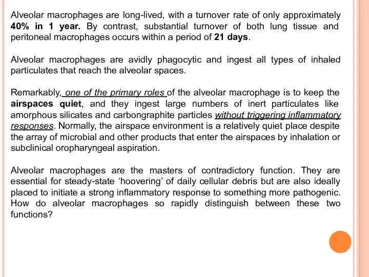 Alveolar macrophages are long-lived, with a turnover rate of only