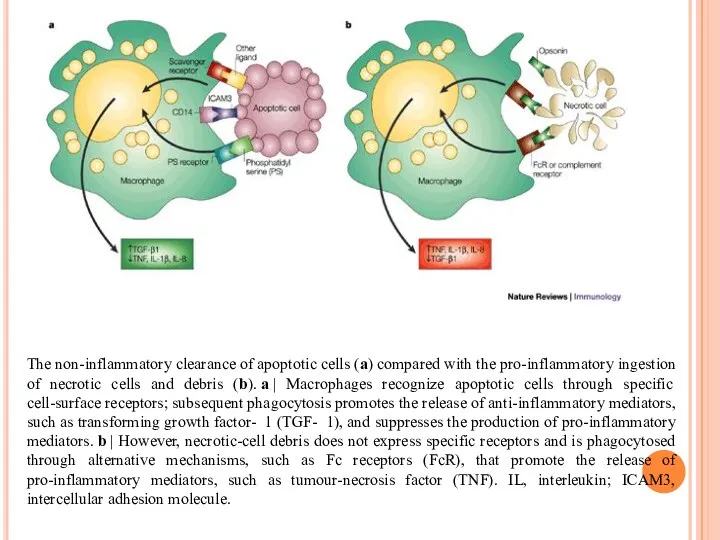 The non-inflammatory clearance of apoptotic cells (a) compared with the