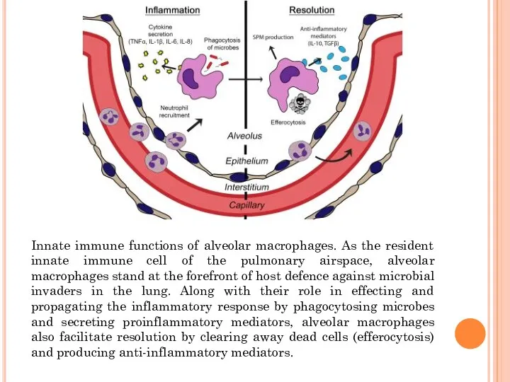Innate immune functions of alveolar macrophages. As the resident innate