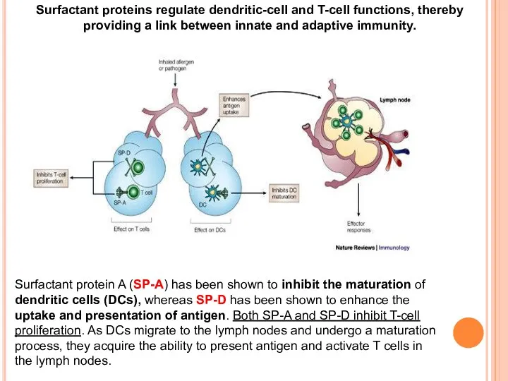 Surfactant protein A (SP-A) has been shown to inhibit the