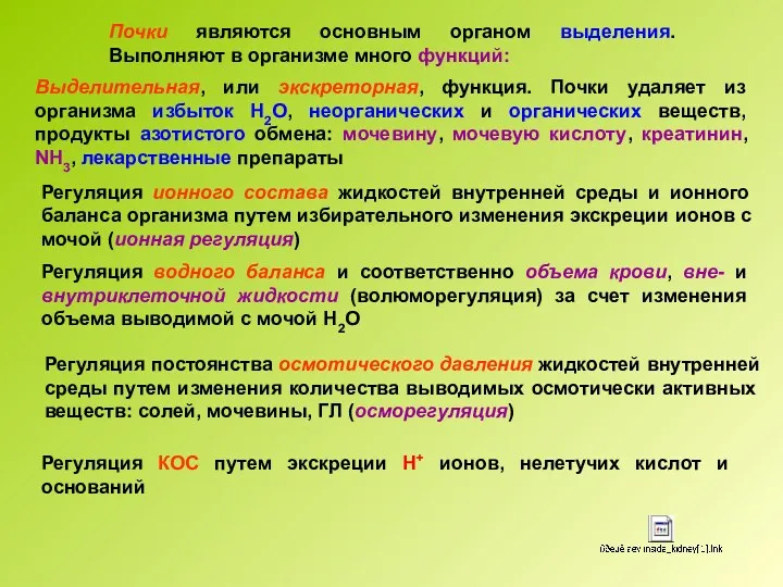 Почки являются основным органом выделения. Выполняют в организме много функций: