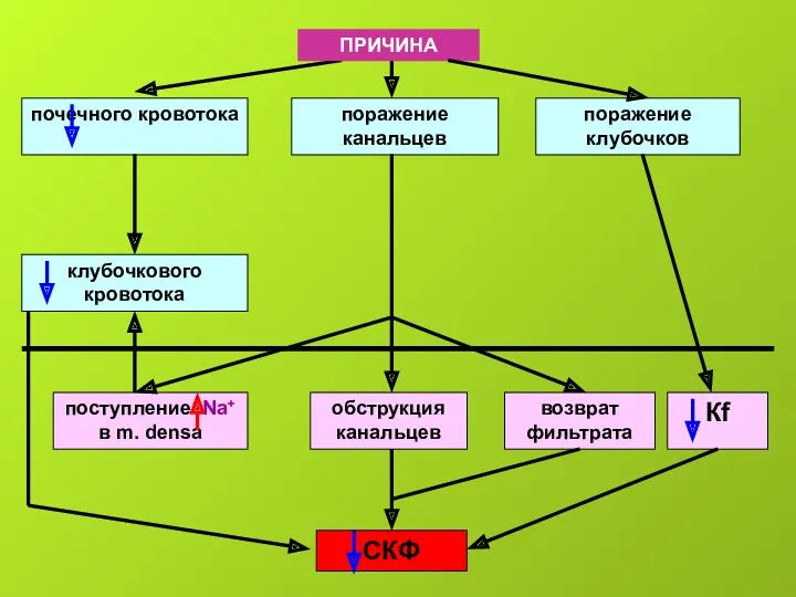 почечного кровотока поражение канальцев поражение клубочков ПРИЧИНА клубочкового кровотока поступление