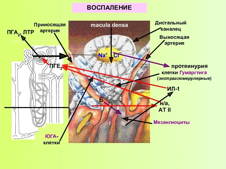 macula densa Дистальный каналец Приносящая артерия Выносящая артерия клетки Гумаргтига