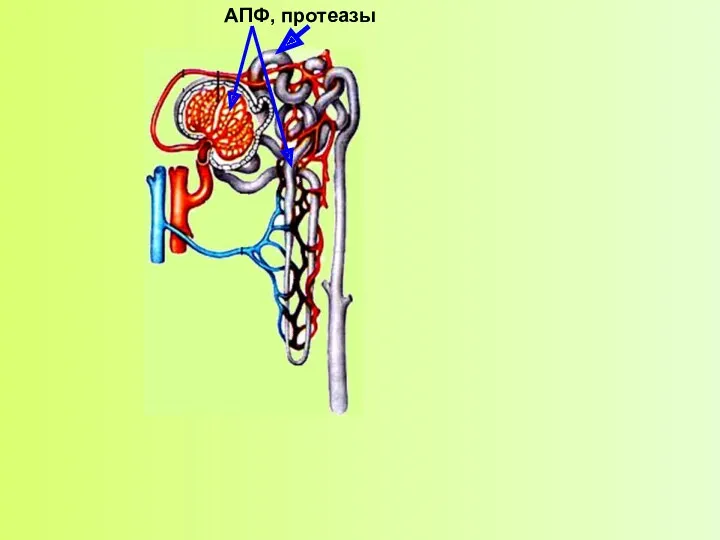 АПФ, протеазы