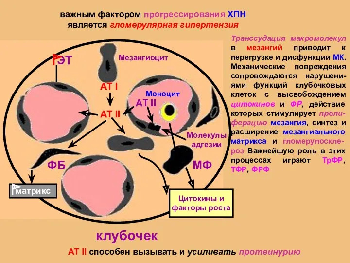 важным фактором прогрессирования ХПН является гломерулярная гипертензия АТ II способен