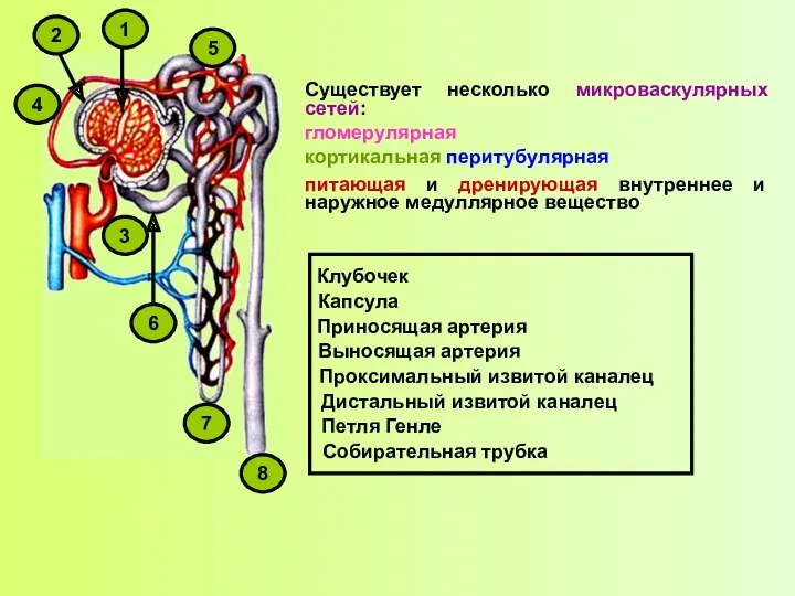 Существует несколько микроваскулярных сетей: гломерулярная кортикальная перитубулярная питающая и дренирующая