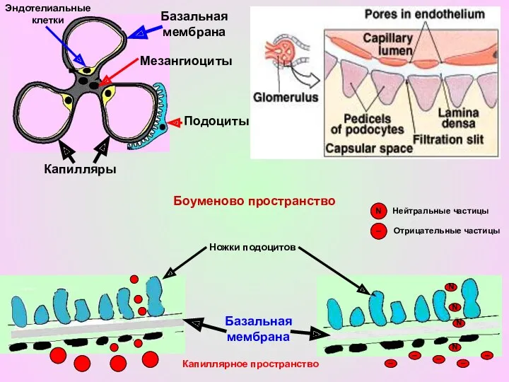 Базальная мембрана Эндотелиальные клетки Мезангиоциты Капилляры Боуменово пространство Капиллярное пространство