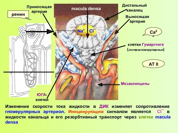 Изменение скорости тока жидкости в ДИК изменяет сопротивление гломерулярных артериол.