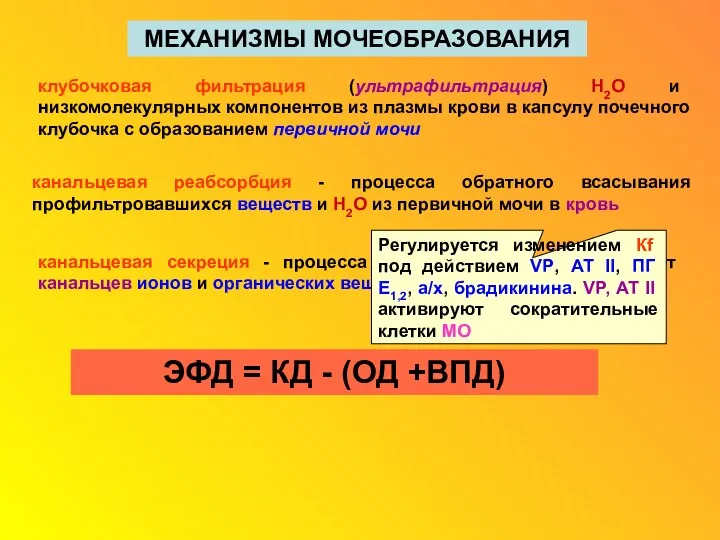 МЕХАНИЗМЫ МОЧЕОБРАЗОВАНИЯ клубочковая фильтрация (ультрафильтрация) Н2О и низкомолекулярных компонентов из