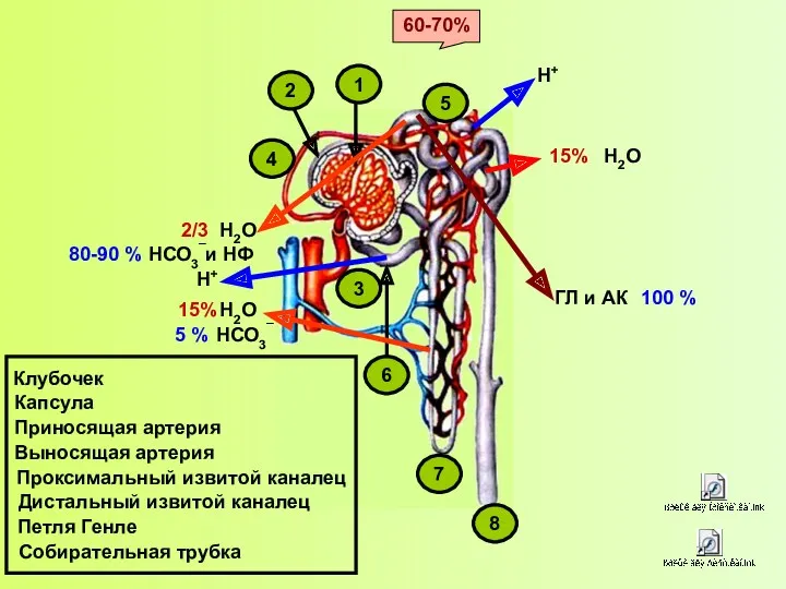 1 2 3 4 5 7 8 Клубочек Капсула Приносящая