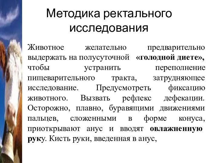 Методика ректального исследования Животное желательно предварительно выдержать на полусуточной «голодной диете», чтобы устранить