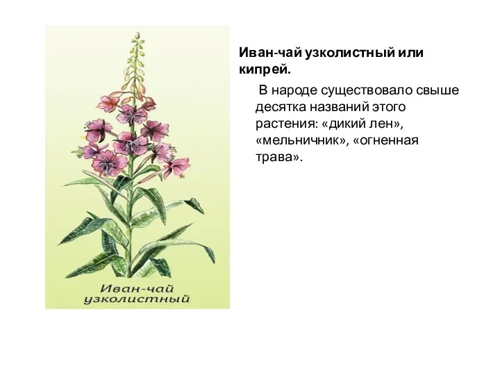 Иван-чай узколистный или кипрей. В народе существовало свыше десятка названий