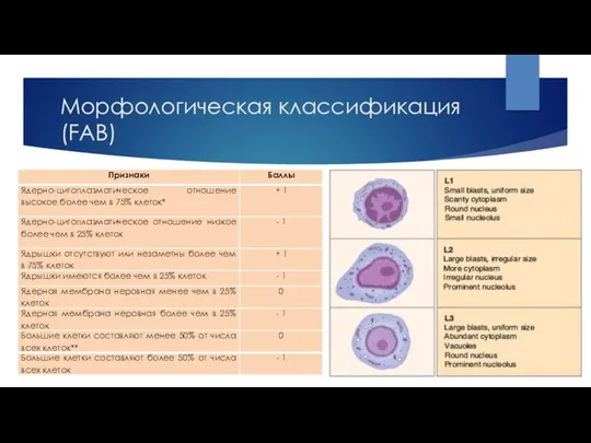 Морфологическая классификация (FAB)