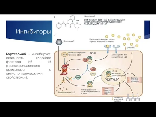 Ингибиторы протеасом Бортезомиб - ингибирует активность ядерного фактора NF - kB (транскрипционного активатора с антиапоптотическими свойствами).