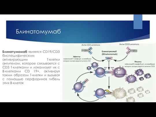 Блинатомумаб Блинатумомаб является CD19/CD3 биспецифическим активирующим Т-клетки антителом, которое связывается с CD3 Т-клетками