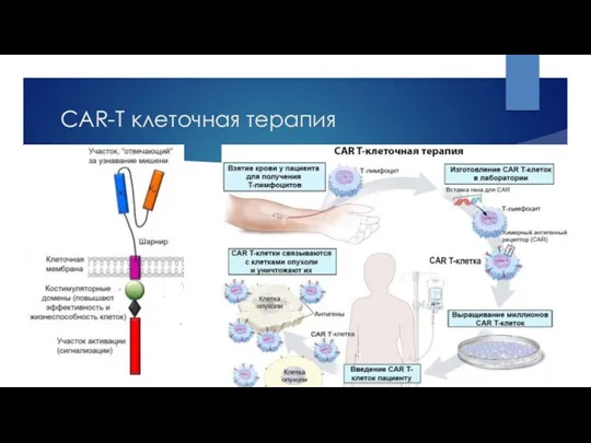 CAR-T клеточная терапия