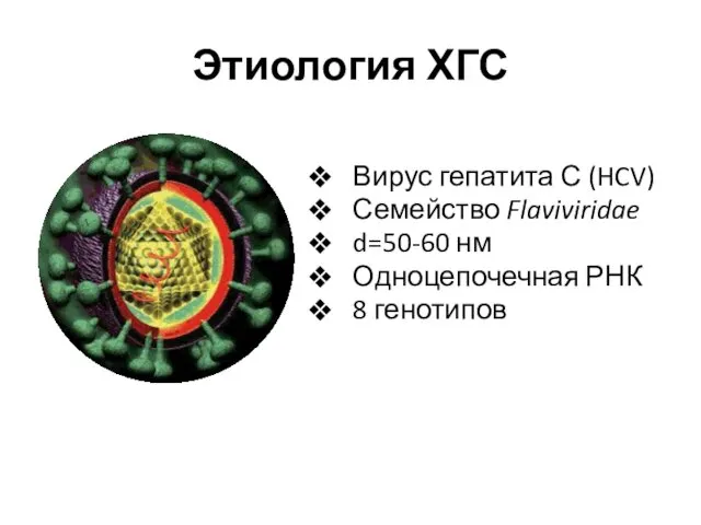 Этиология ХГС Вирус гепатита С (HCV) Семейство Flaviviridae d=50-60 нм Одноцепочечная РНК 8 генотипов