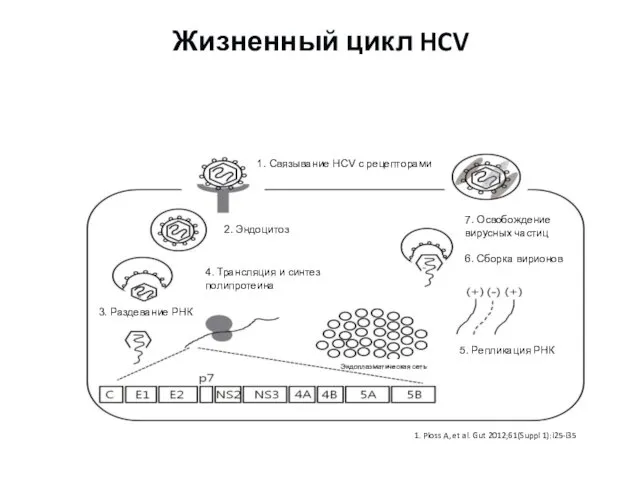 Жизненный цикл HCV 1. Ploss A, et al. Gut 2012;61(Suppl