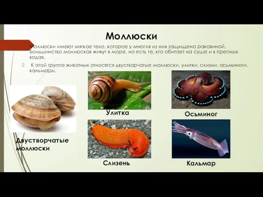 Моллюски Моллюски имеют мягкое тело, которое у многих из них защищено раковиной. Большинство