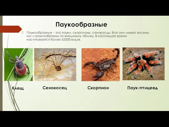 Паукообразные Паукообразные – это пауки, скорпионы, сенокосцы. Все они имеют восемь ног и