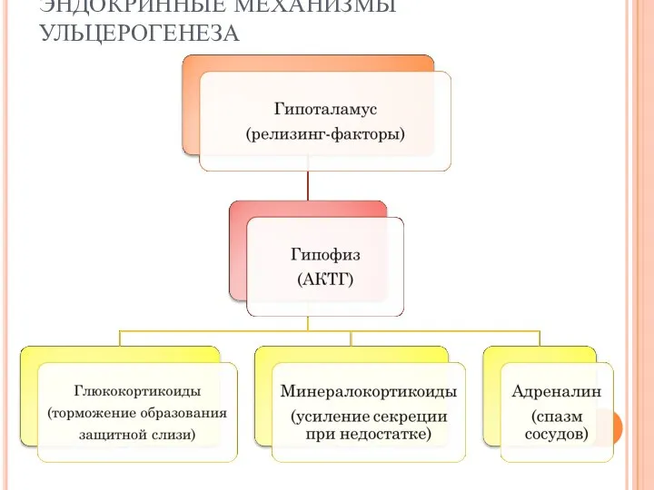 ЭНДОКРИННЫЕ МЕХАНИЗМЫ УЛЬЦЕРОГЕНЕЗА