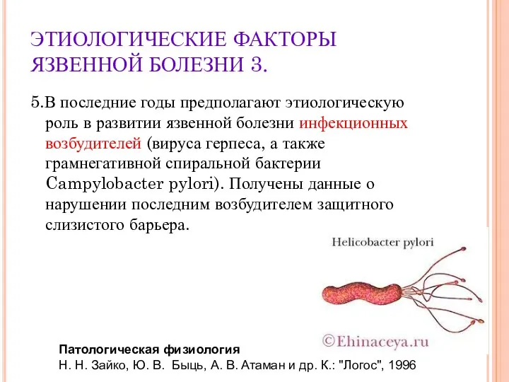 ЭТИОЛОГИЧЕСКИЕ ФАКТОРЫ ЯЗВЕННОЙ БОЛЕЗНИ 3. 5.В последние годы предполагают этиологическую