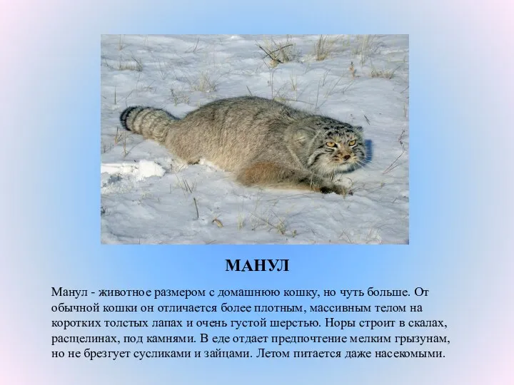МАНУЛ Манул - животное размером с домашнюю кошку, но чуть