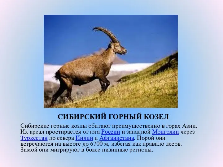 СИБИРСКИЙ ГОРНЫЙ КОЗЕЛ Сибирские горные козлы обитают преимущественно в горах