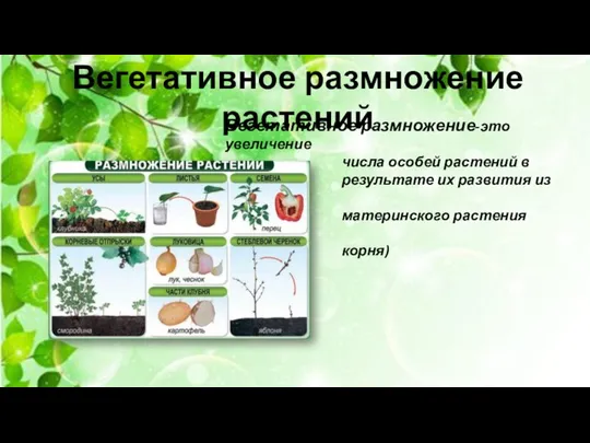 Вегетативное размножение растений Вегетативное размножение-это увеличение числа особей растений в