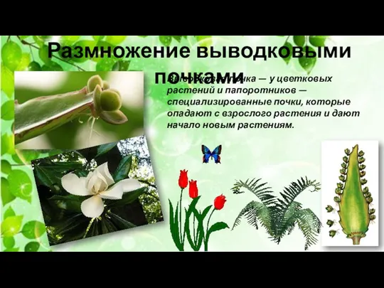 Размножение выводковыми почками Выводковая почка — у цветковых растений и