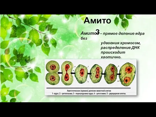 Амитоз Амитоз – прямое деление ядра без удвоения хромосом, распределение ДНК происходит хаотично.