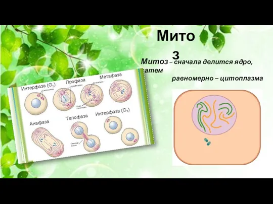 Митоз Митоз – сначала делится ядро, затем равномерно – цитоплазма