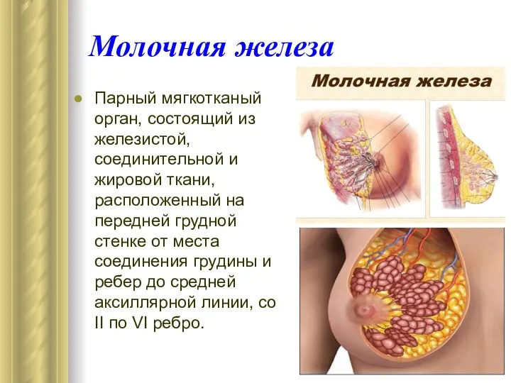 Молочная железа Парный мягкотканый орган, состоящий из железистой, соединительной и