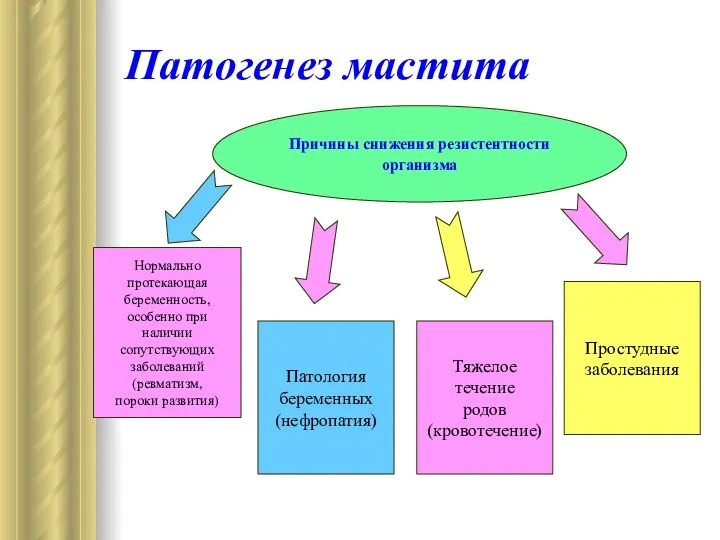 Патогенез мастита Причины снижения резистентности организма Нормально протекающая беременность, особенно