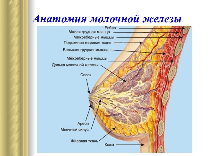 Анатомия молочной железы