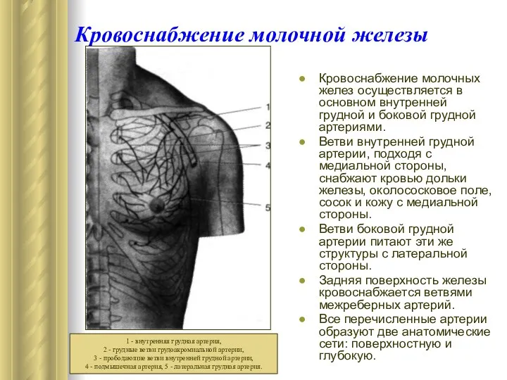 Кровоснабжение молочной железы Кровоснабжение молочных желез осуществляется в основном внутренней